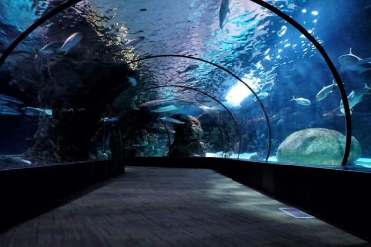 Discover the Magic of the Oceans and Seas at Newport Aquarium